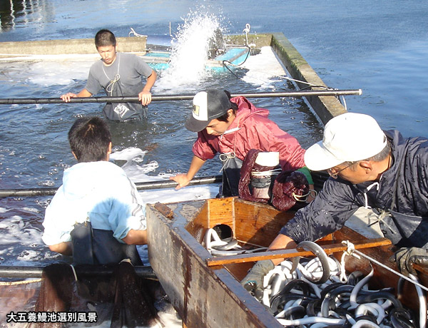 うなぎ【国産】【中国産】の違い！うなぎ博士に聞く「うなぎの真実」 | 国産うなぎ通販 大五うなぎ工房ブログ