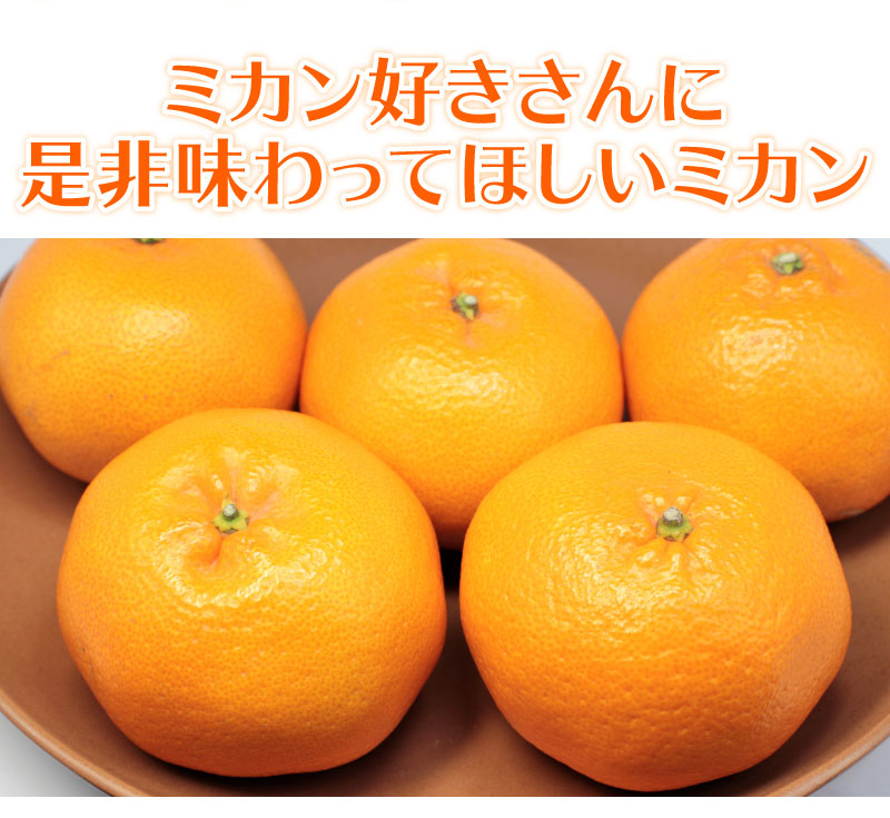 静岡県産 はるみみかん 2l 5kg Jaしみず 送料無料 みかんのお取り寄せは大五うなぎ工房